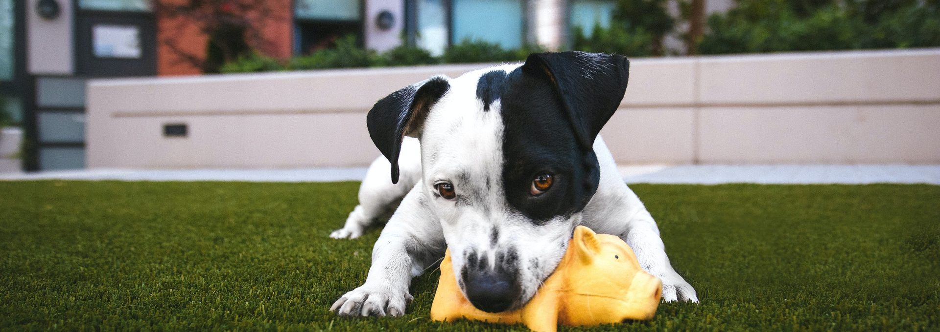 white and black American pitbull terrier bit a yellow pig toy lying on grass outdoor during daytime
